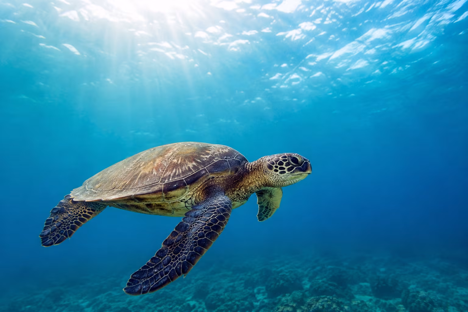 Turtle Rescued After Becoming Entangled in Ropes Off Lanzarote: A Reminder to Protect Our Marine Life