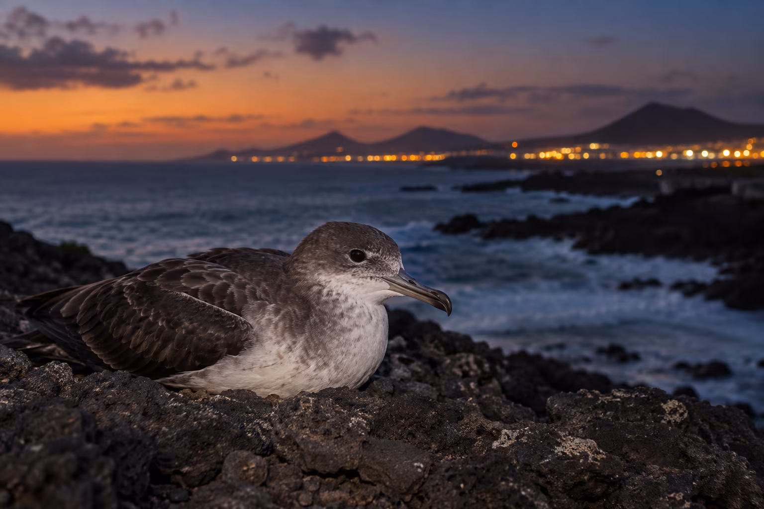 Lanzarote’s Young Seabirds Are Taking to the Skies – Here’s How You Can Help This Autumn