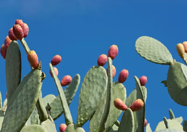 Lanzarote’s Iconic Prickly Pear Cacti Face Threat