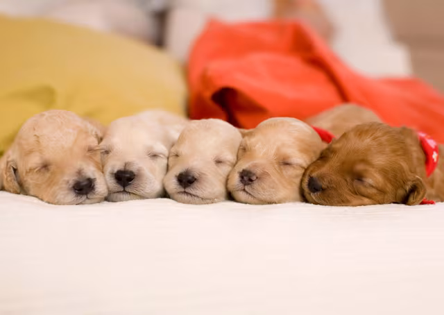 New Animal Welfare Rules Affecting Newborn Puppies and Kittens