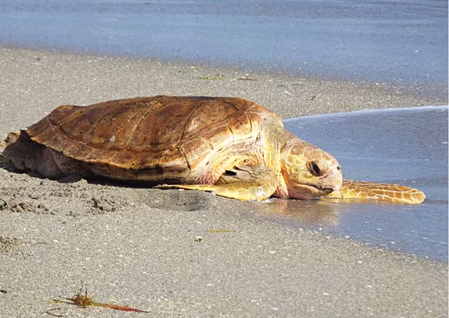 Two Rescued Sea Turtles Returned to Atlantic Waters After Extensive Rehabilitation in Lanzarote