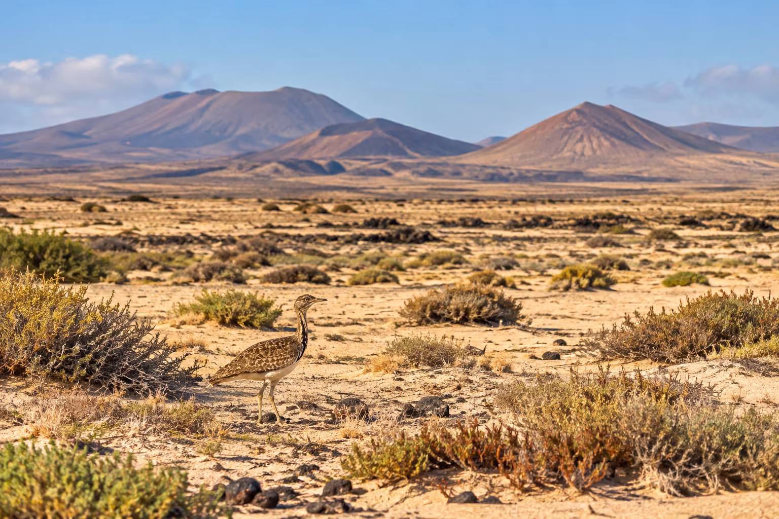 Lanzarote’s El Jable: Why Protecting Its Rare Steppe Birds Matters