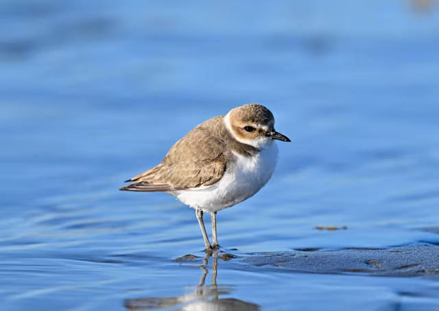 Dogs Return to Two Arrecife Beaches – But Wildlife Causes Concern