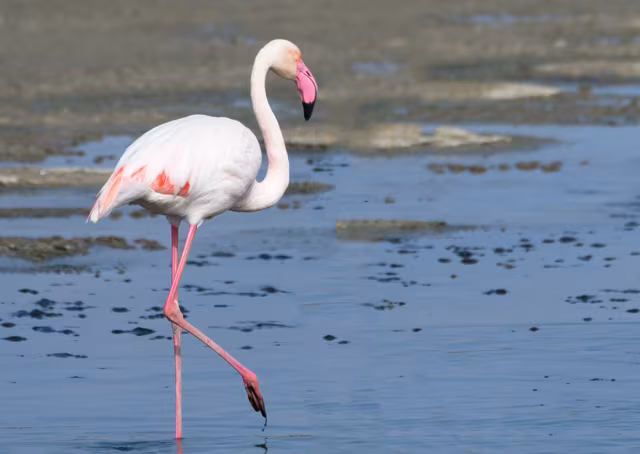 Flamingos Return to Janubio: A Rare and Beautiful Visitor to Lanzarote