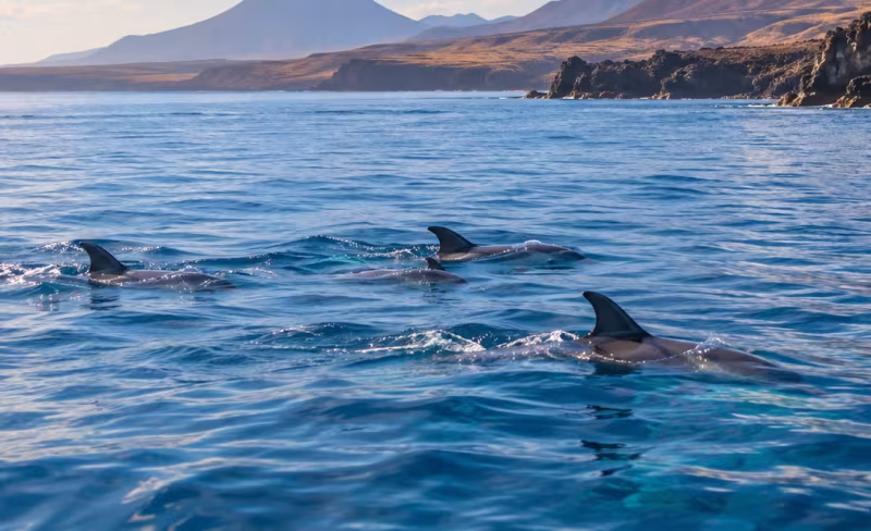 Could Lanzarote Become Free of Animal Shows? New Proposal Reaches the Cabildo