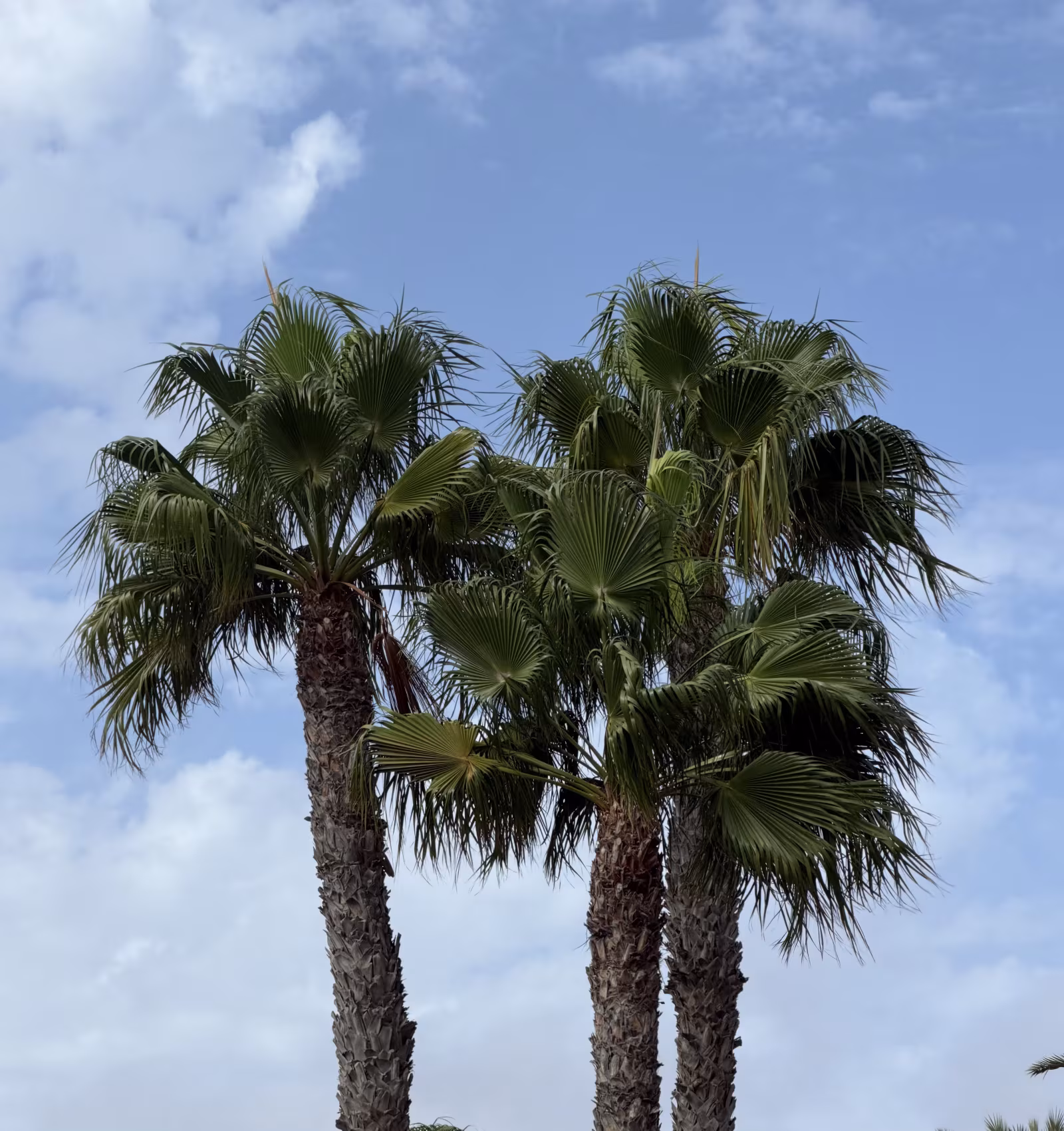 Lanzarote Weather This Weekend: Sunshine, Trade Winds and Calima
