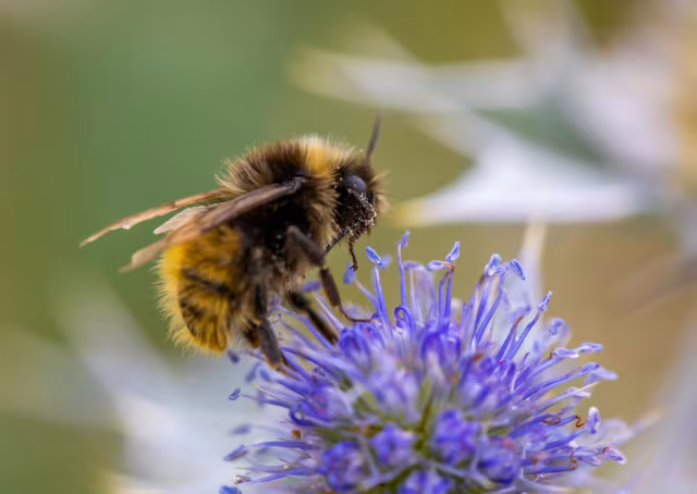 Lanzarote Strengthens Its Beekeeping Future with the Arrival of Native Canary Black Bees