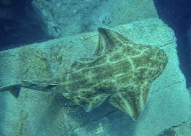 Swimmer Bitten by Angel Shark on Lanzarote Beach