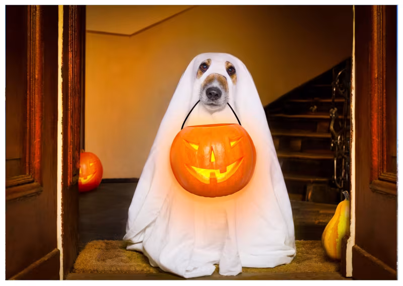 Halloween in Lanzarote 2026: Events in Puerto del Carmen, Playa Blanca, Teguise and More