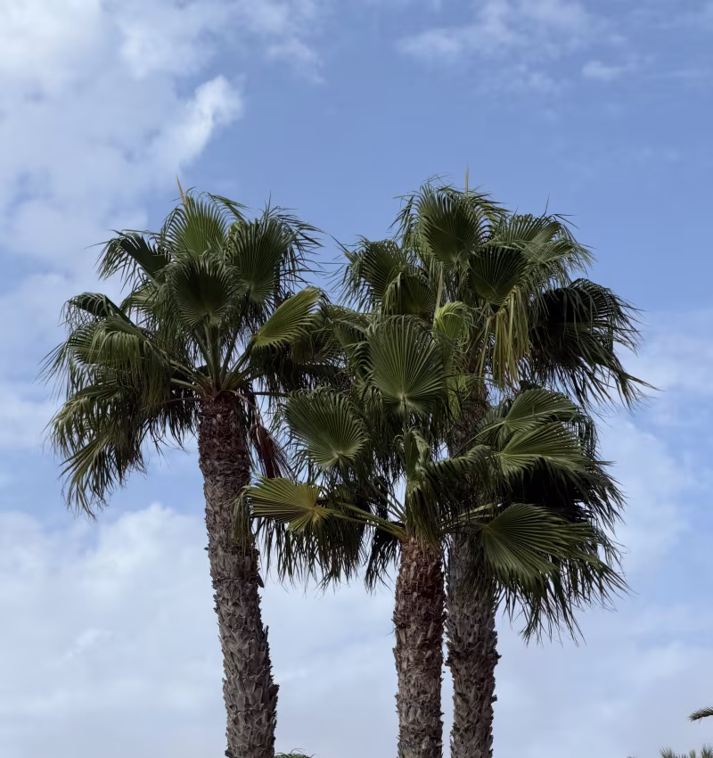 Lanzarote Weather This Weekend: Sunshine, Trade Winds and Calima
