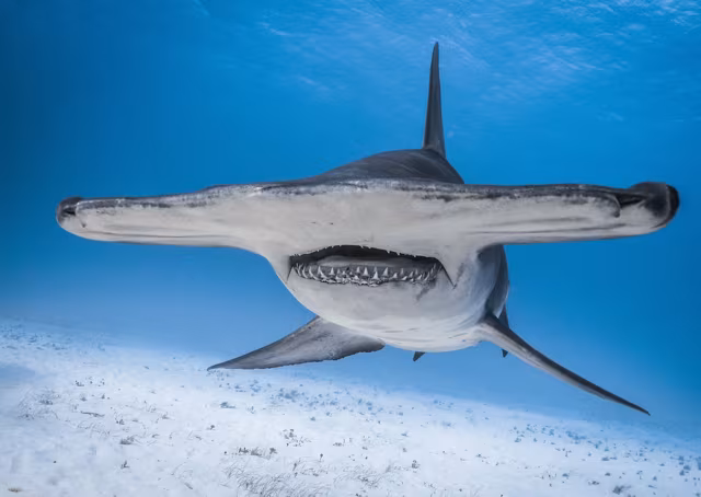 Scientists Urge Greater Protection for Sharks and Rays in Canary Islands Waters
