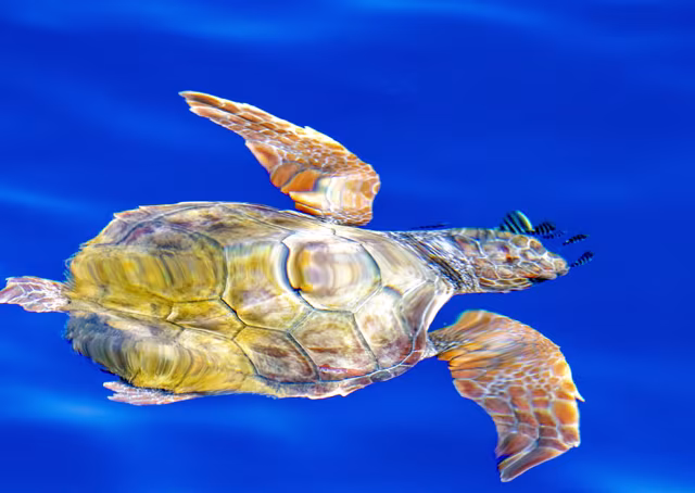 Injured Sea Turtle Rescued Near Los Ancones in Lanzarote