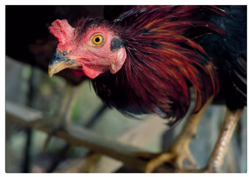 TEGUISE COCKFIGHTING CASE REACHES THE COURTS AS ANIMAL WELFARE CONCERNS CONTINUE
