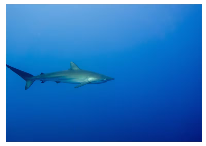 Lanzarote Divers Delighted After Rare Shark Sighting