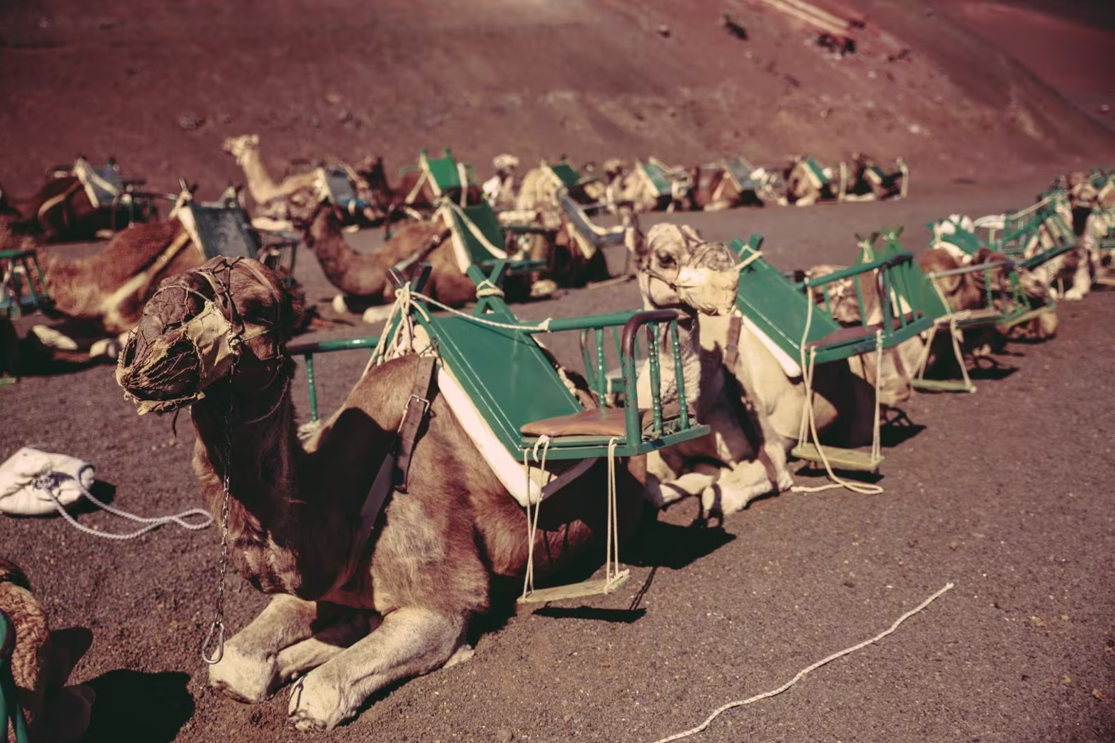Lanzarote Camel Rides