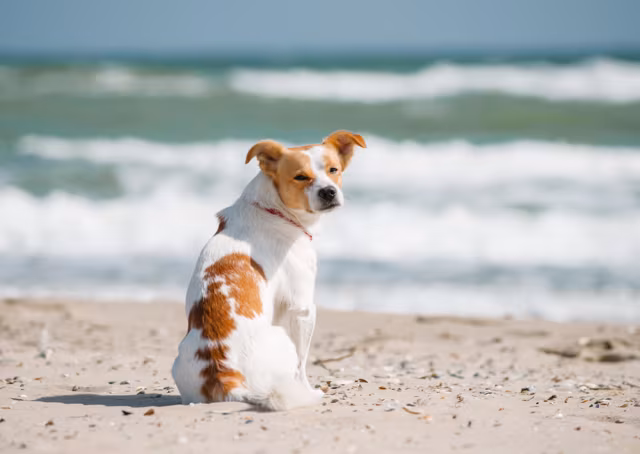 Lanzarote Considers a New Scheme to Help with Veterinary Cost
