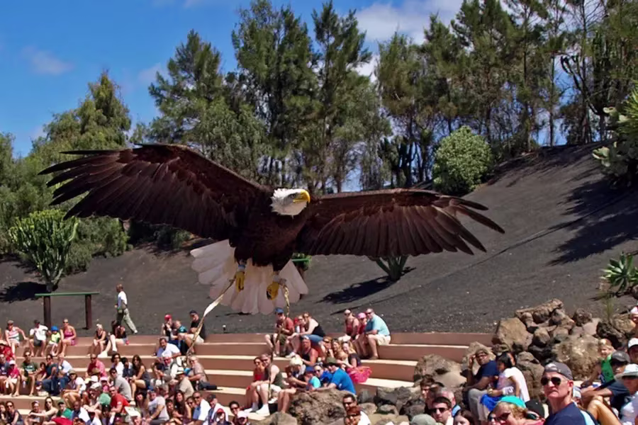 Birds of Prey Show at Rancho Texas Lanzarote