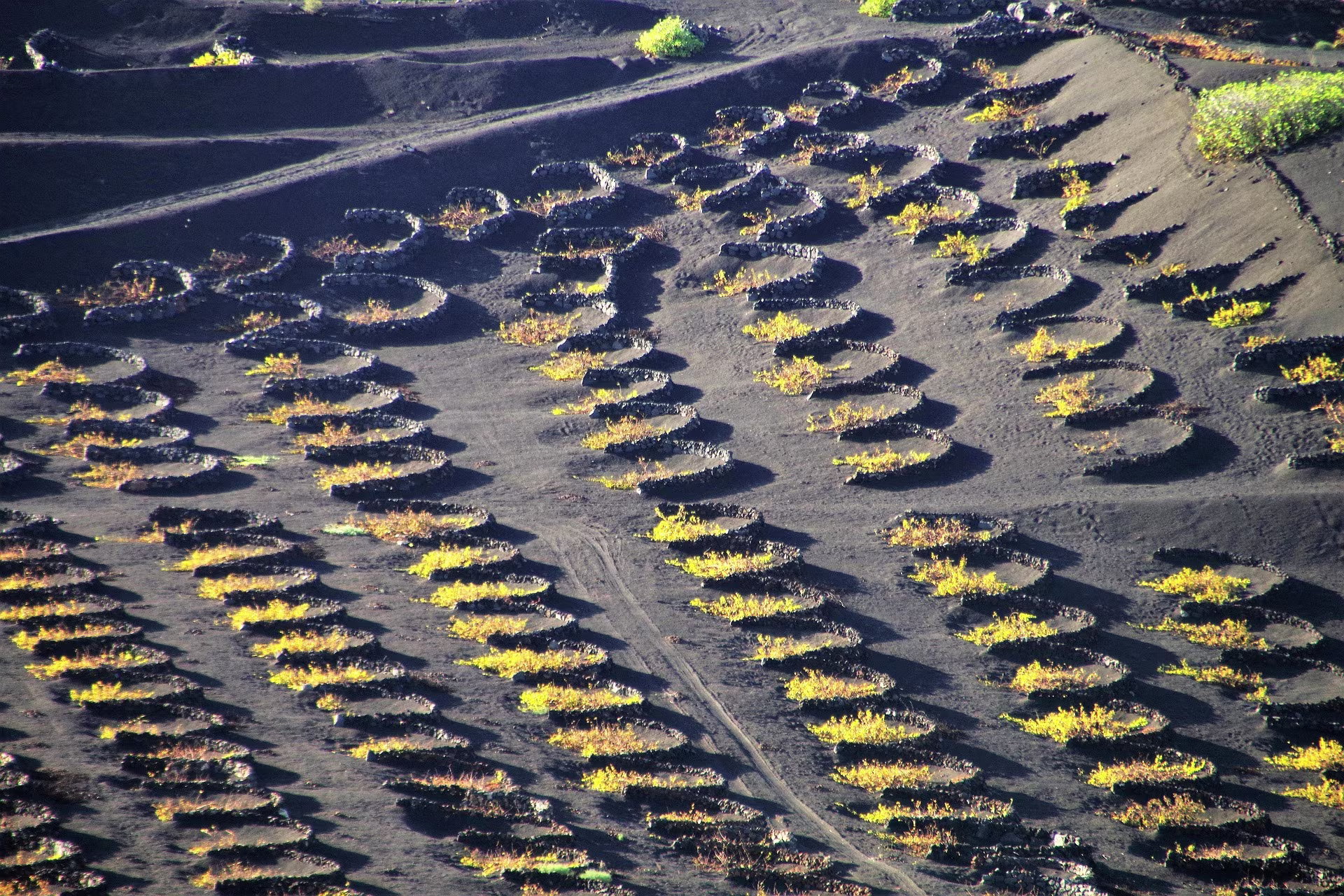 La Geria. The Wine District of Lanzarote