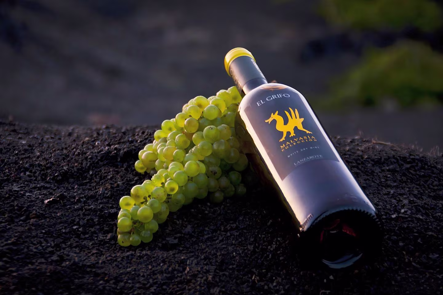The Lanzarote Grape - Lanzarote Wine