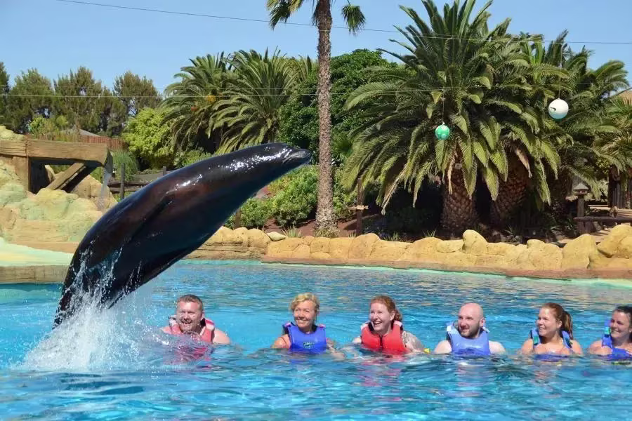 Swimming with Dolphins Lanzarote